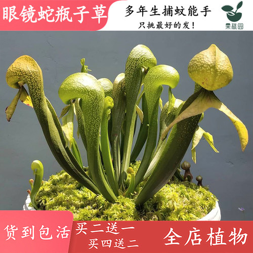 眼镜蛇瓶子草稀有食虫植物