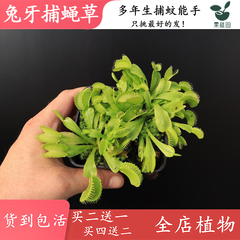 兔牙捕蝇草高端稀有食虫植物