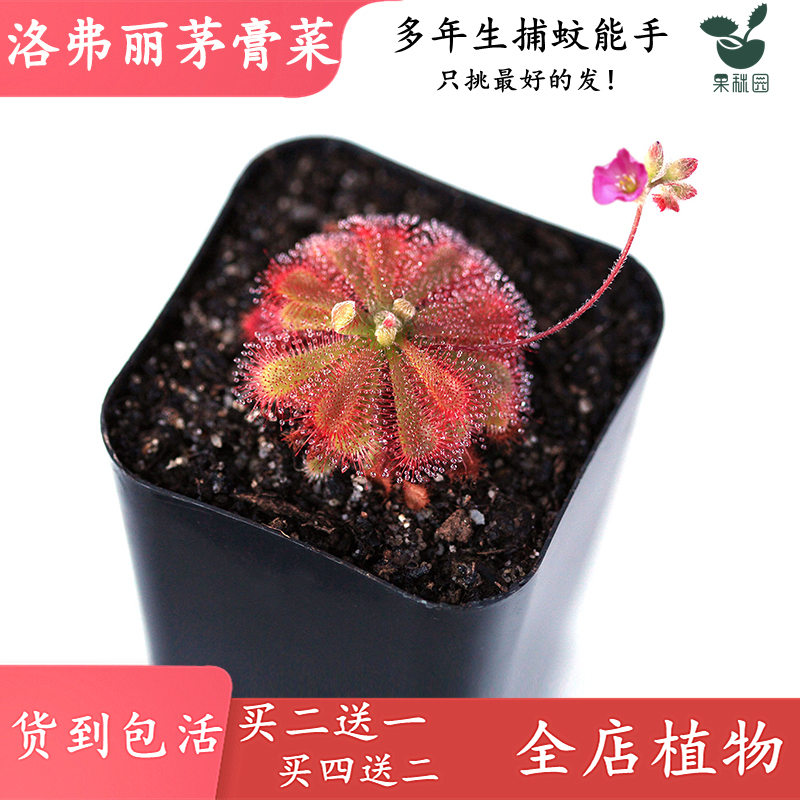 洛弗丽茅膏菜食虫草办公室