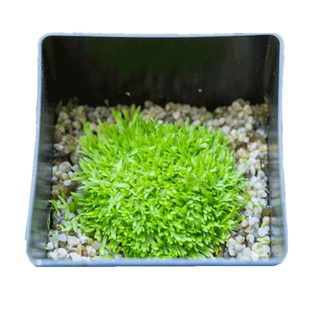 【禾叶狸藻】水里喜阴食虫植物水陆缸造景 捕蚊子幼虫 驱蚊捕虫草