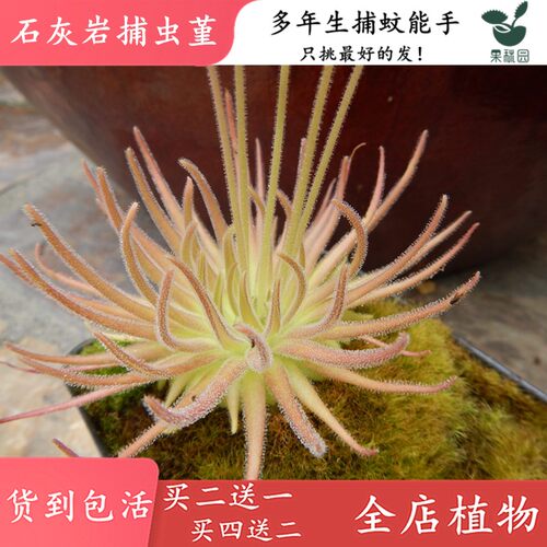 捕虫堇粘住虫子就跑不掉，外号小飞虫杀手！