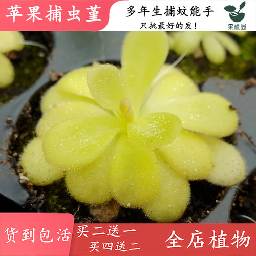 苹果食虫植物粘虫纸驱蚊草捕虫堇