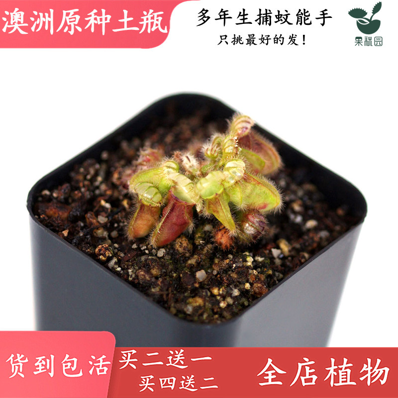澳洲原种土瓶草【食虫植物微景观小鱼缸造景观小盆景驱蚊草绿植】