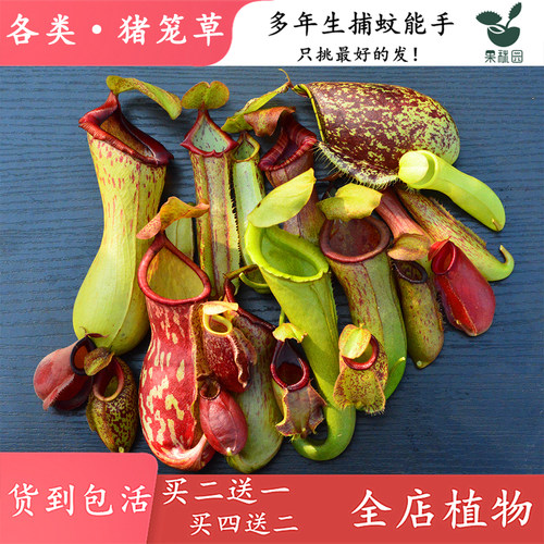 猪笼草驱蚊盆栽食虫植物买二送一