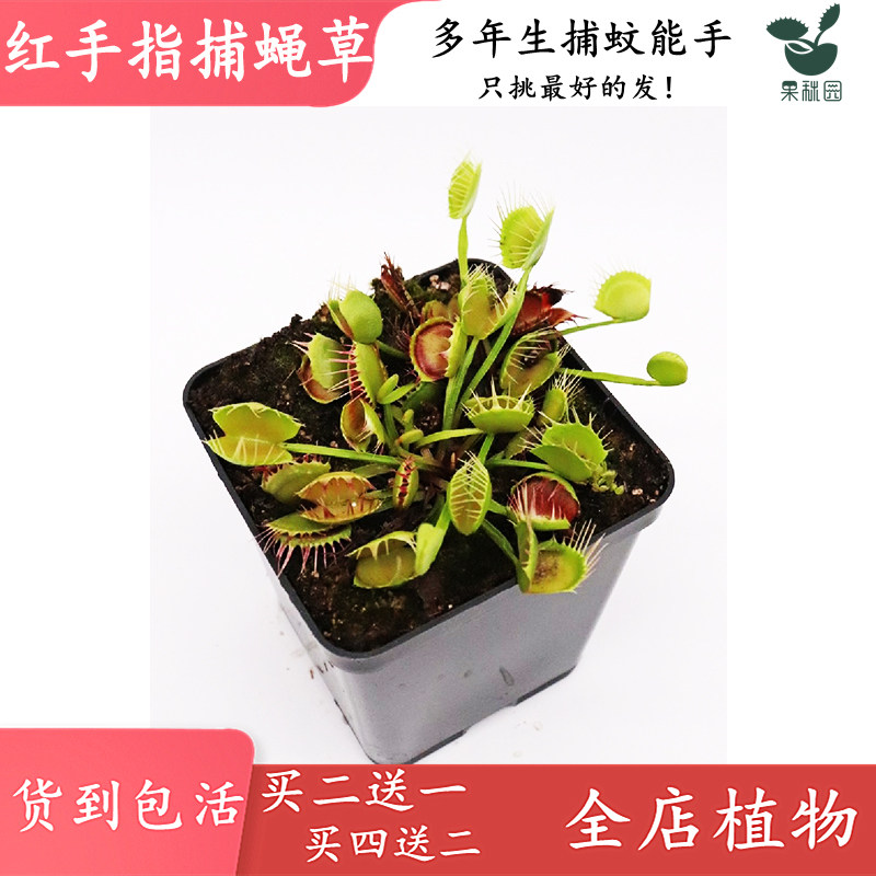 红手指捕蝇草【食虫植物 捕虫草 高端稀有品种玩家收藏收集低价】属于什么档次？