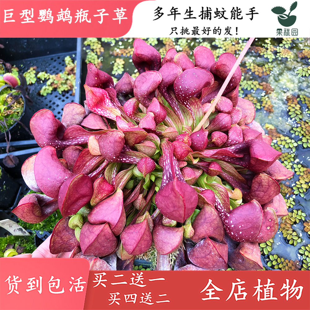 海湾巨人瓶子草【巨型鹦鹉瓶子草】高端造景观盆景食虫植物食虫草