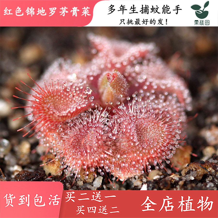 红色锦地罗茅膏菜食虫植物适合缸养雨林缸造景观捕虫草捕蚊草驱蚊