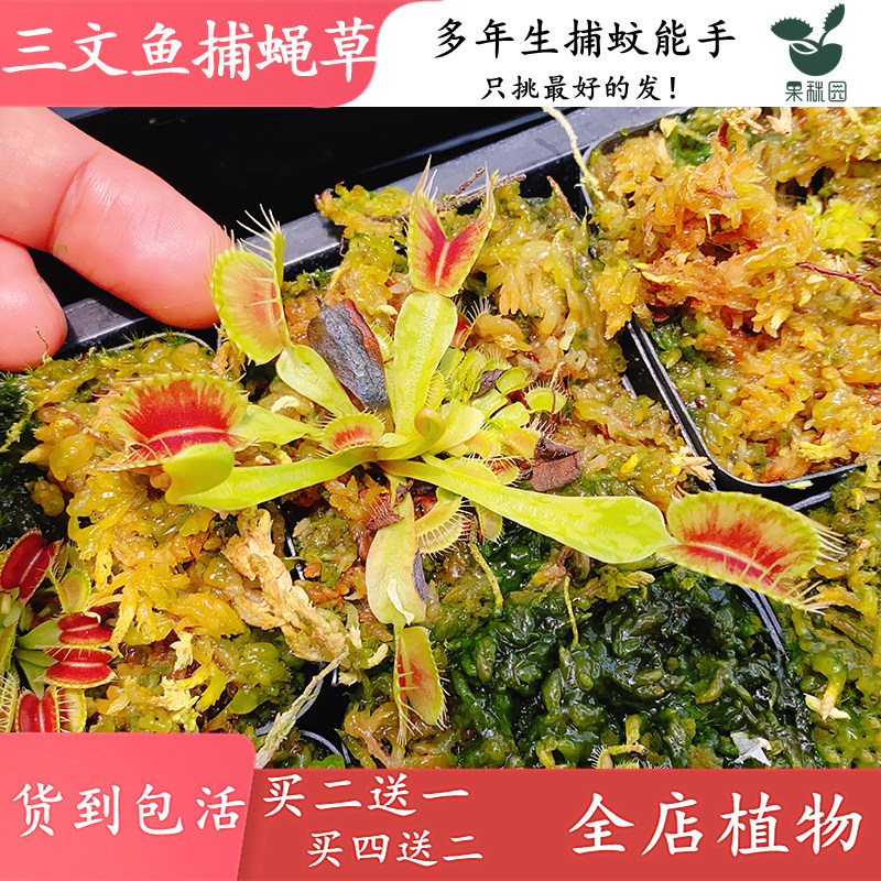 三文鱼捕蝇草【高端稀有锦化变异食虫植物食虫草捕蚊草收集收藏】