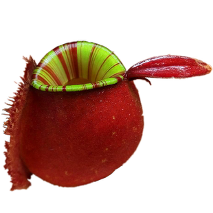 红苹果猪笼草红线唇【能长地笼 高端食虫植物捕虫草 室内绿植】