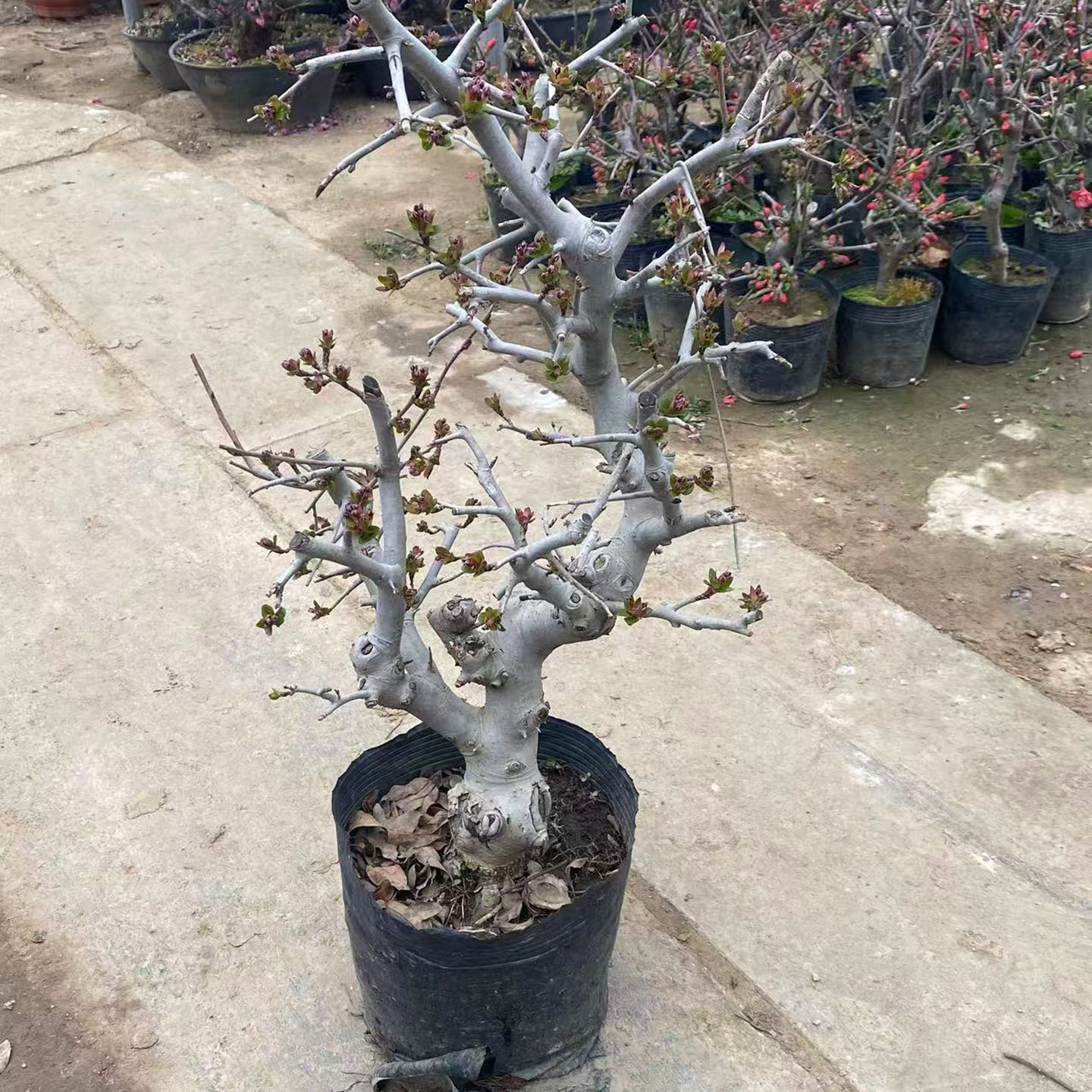 垂丝海棠盆栽老桩造型盆景带花苞