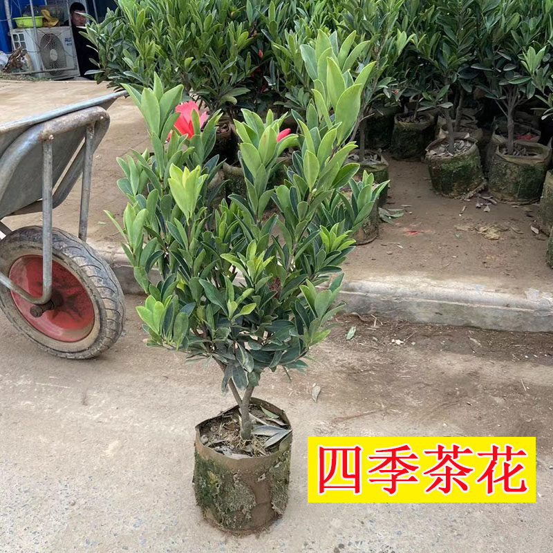 杜鹃红四季山茶花树苗苖盆栽带花苞开花不断浓香型耐寒庭院阳台