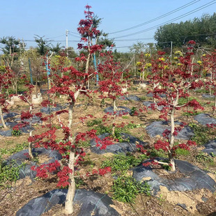 红枫树苗大颗造型树老桩盆景庭院别墅阳台观赏风景树耐寒木架发货