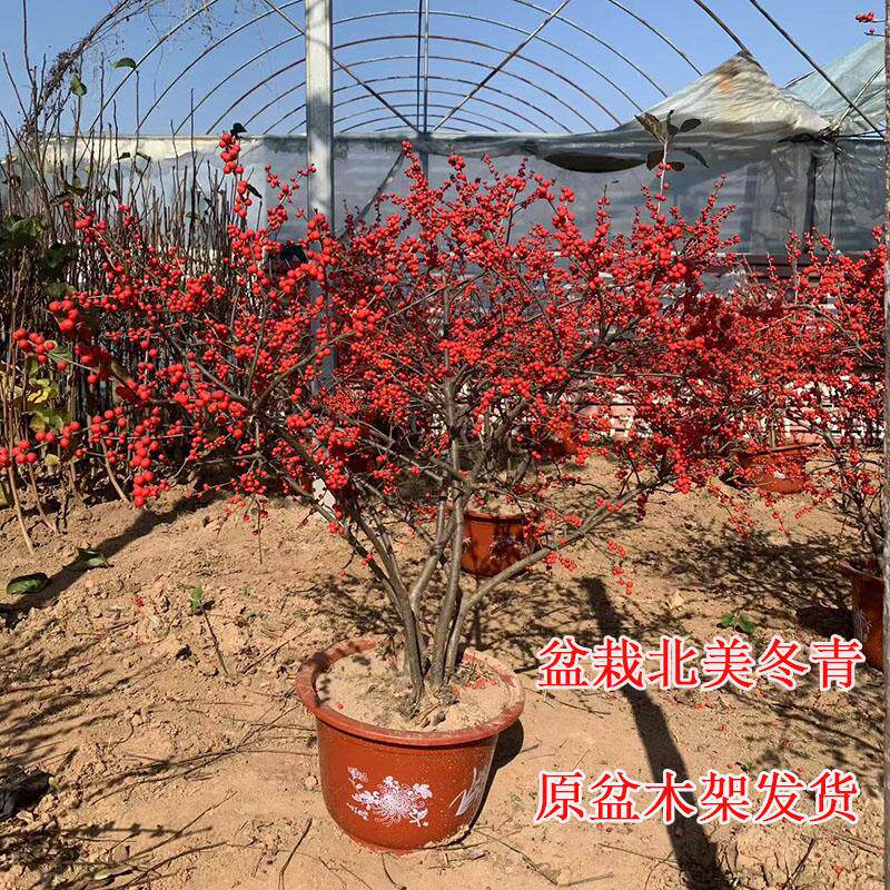 北美冬青盆栽树苗大颗苗树形好结果爆满庭院别墅种植原盆木架发货