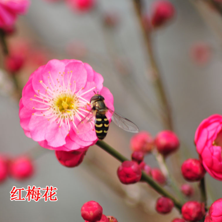 红绿梅花树苗骨里红原生大颗地栽苗庭院种植当年开花原土发货耐寒