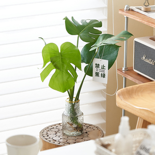 水培植物龟背竹春羽天堂鸟绿植盆栽办公室内桌面水培植物好养盆栽