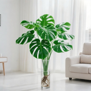 水培植物龟背竹盆栽老桩绿萝大叶室内观叶养桌面绿植耐阴好养常青