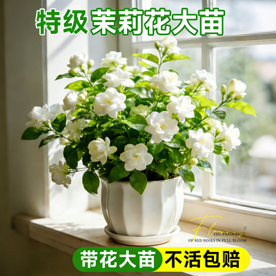 茉莉花盆栽四季开花不断好养