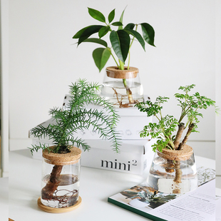 室内办公室绿植水培植物水养绿萝袖 珍椰子澳洲杉净化花卉小盆栽