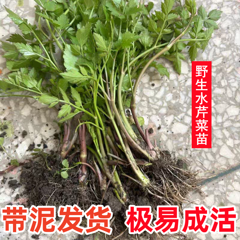 农家水芹菜苗水芹菜种苗易活四季可栽可食可绿化带芹菜根河芹菜