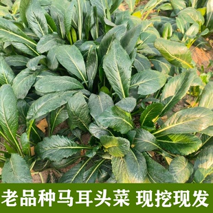 江苏南通老品种马耳头菜现挖现发新鲜叶菜食用农产品马耳朵菜当季