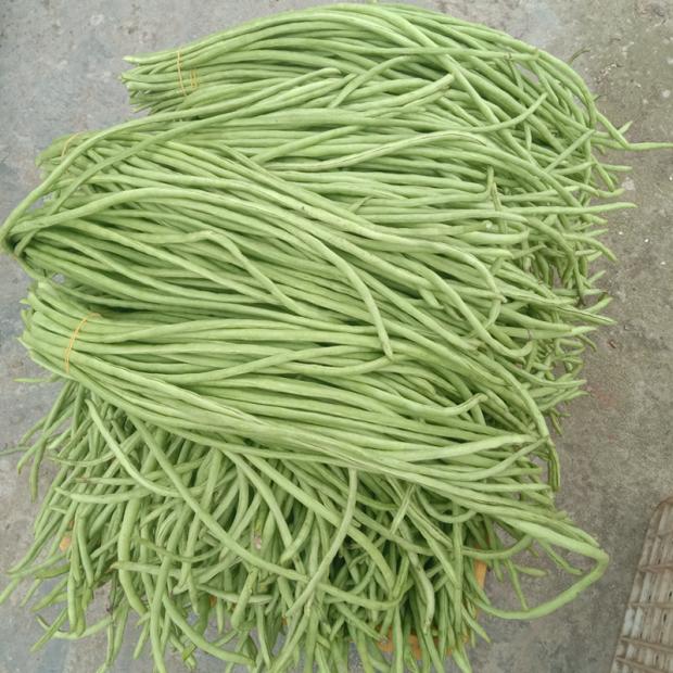 南通本地豇豆新鲜长豆角现摘长豇豆带豆农家肥种植当季时令蔬菜