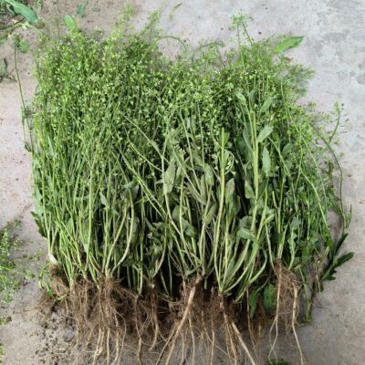 老荠菜现挖现发野生纯天然煮鸡蛋坐月子煮水带根带花籽整株三月三