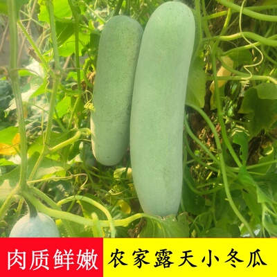 肉质鲜嫩香冬瓜迷你小冬瓜