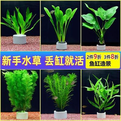 水草鱼缸造景水草植物