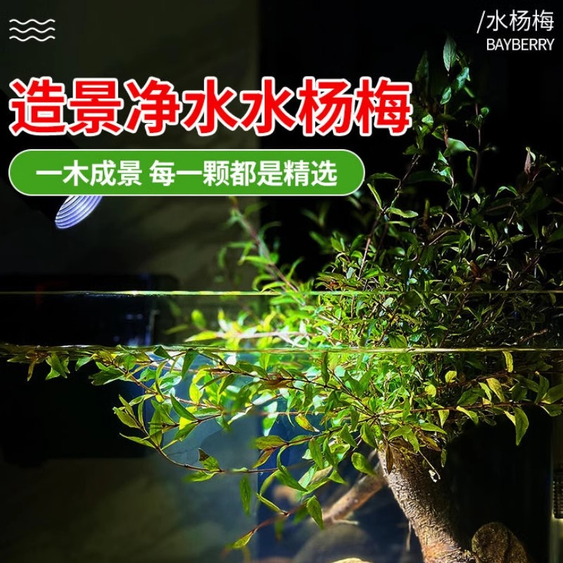 水草植物水杨梅水培鱼缸造景老桩水陆点缀雨林高档植物夏季水培树
