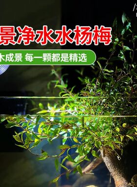 水草植物水杨梅水培鱼缸造景老桩水陆点缀雨林高档植物夏季水培树