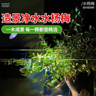 水草植物水杨梅水培鱼缸造景老桩水陆点缀雨林高档植物夏季水培树