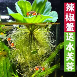 辣椒蟹送芙蓉小螃蟹鱼缸造景动物爬行淡水蟹观赏蟹活体宠物迷你蟹