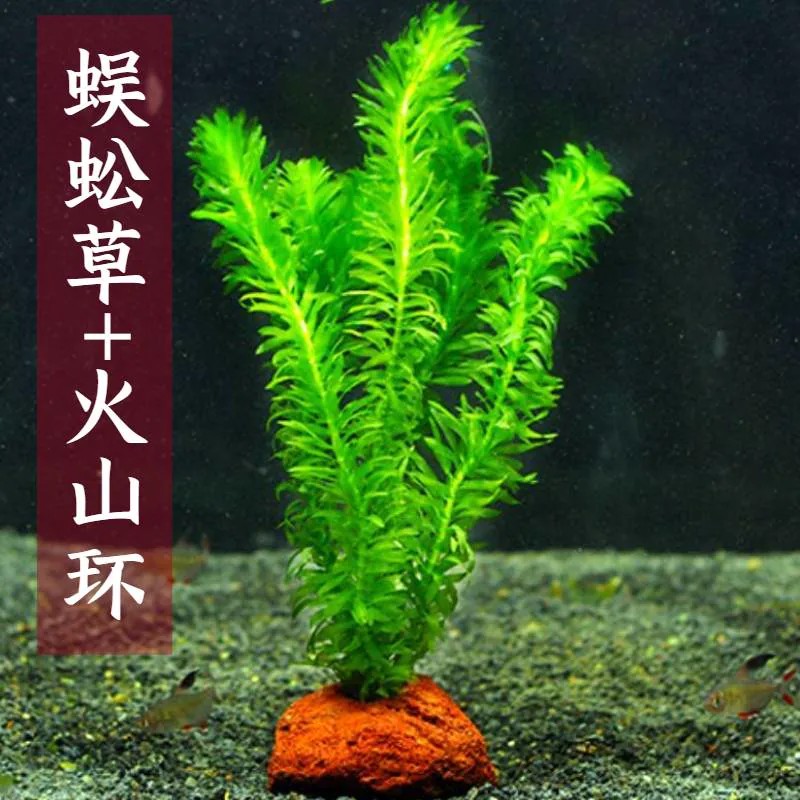 蜈蚣草水草植物养龟鱼草缸净水绿植新手养鱼绿菊鱼缸造景后景水草
