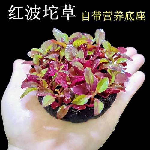 红波坨草自带营养底座养鱼水草
