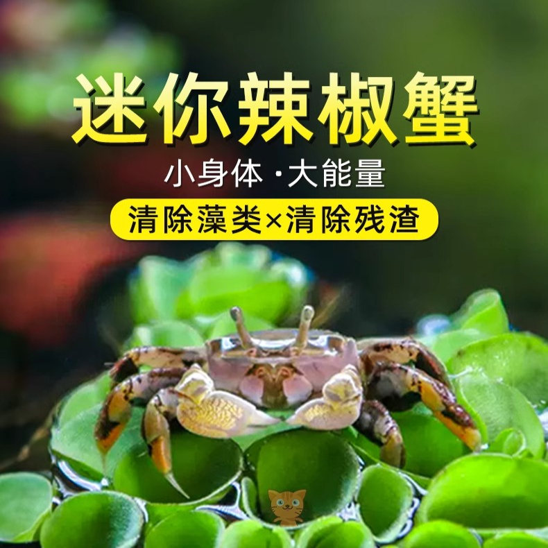 辣椒蟹小螃蟹宠物螃蟹淡水鱼缸除藻爬宠吃粪便清洁工具深水观赏蟹