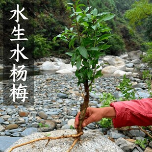 水杨梅鱼缸造景水培植物小鱼缸水草培根老桩原生缸小微型水生盆栽