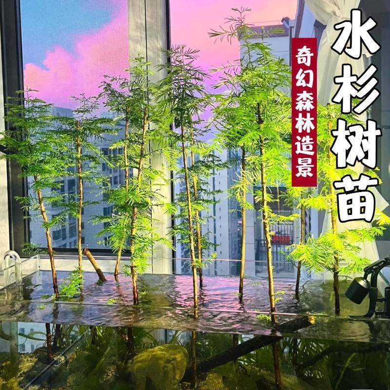 水杉水草鱼缸造景盆栽盆景鱼池图片