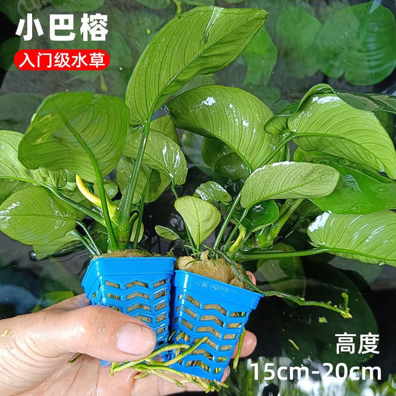 新手鱼缸真草沉木小水榕水草淡水植物热带鱼水草小巴榕水培阴性