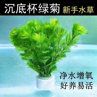 水草植物绿菊坨草鱼缸水培造景绿植真草活增氧净化水质古法溪流