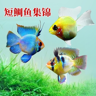 金波子鱼活体阿凡达凤凰鱼宝篮球短鲷鱼皮卡丘小型淡水热带观赏鱼
