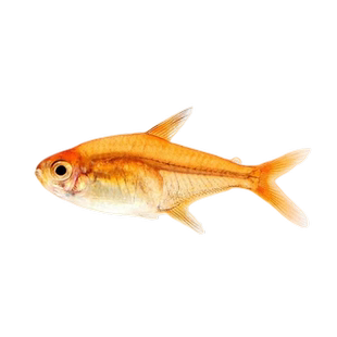 喷火灯鱼大号小型灯鱼热带鱼观赏鱼淡水灯鱼火焰草缸群游宠物活鱼