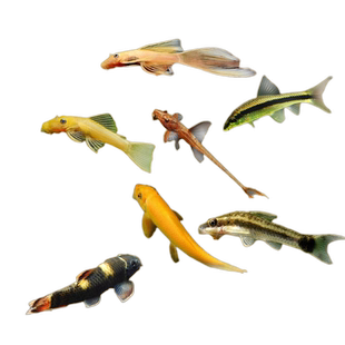 除藻鱼清洁鱼皇冠直升机黄金胡子大帆黑线飞狐小精灵鱼热带鱼活体