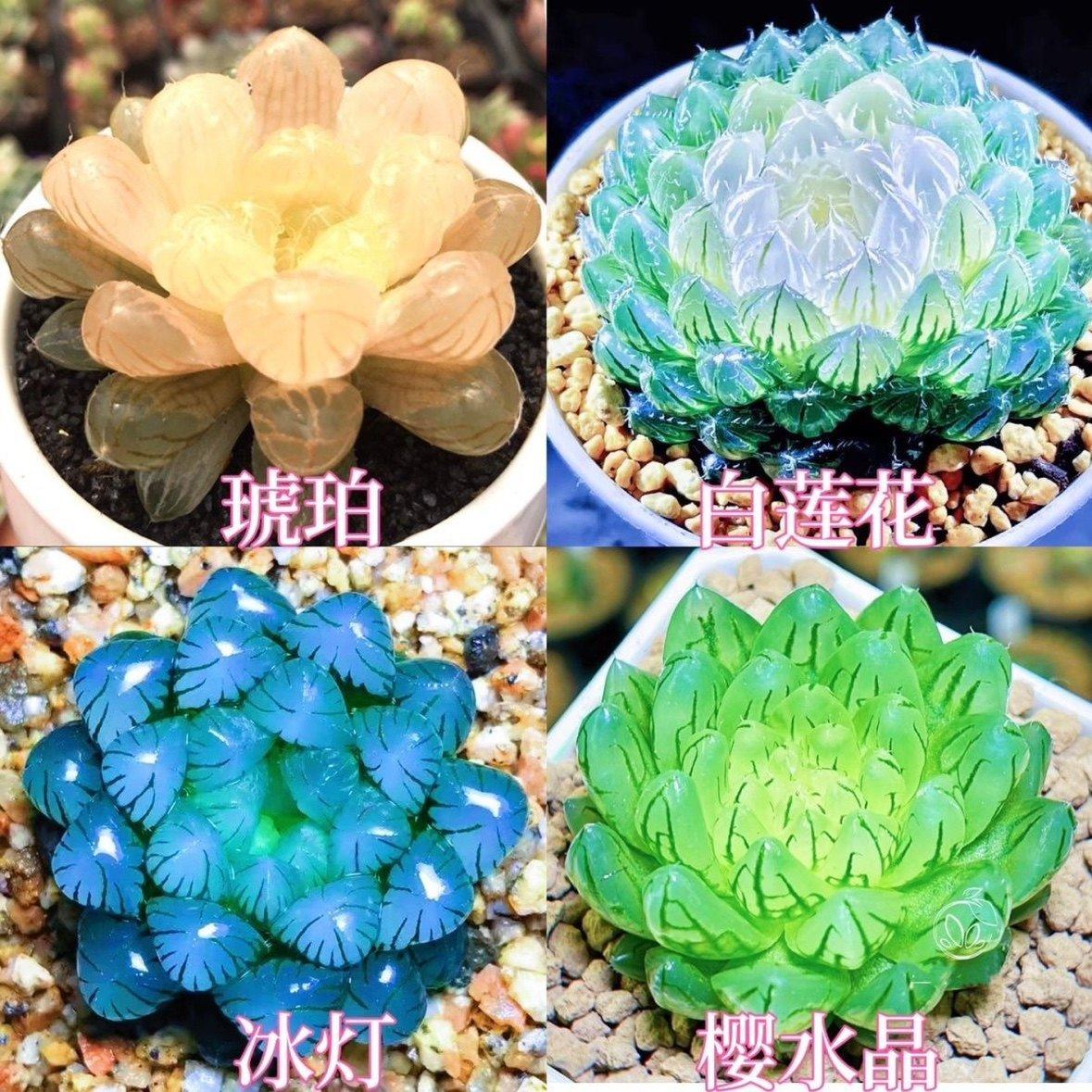 白莲花玉露组合琥珀冰灯宝莲灯多多肉植物