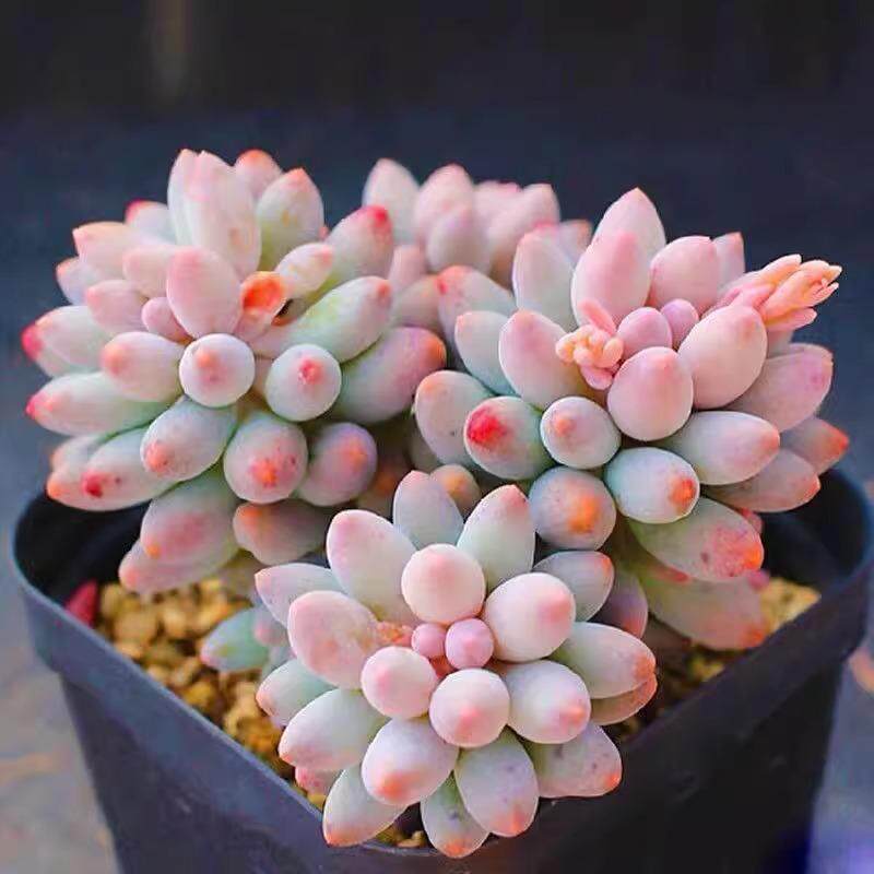 多肉植物婴儿手指易爆盆群生多头萌肉肉创意盆栽花卉绿植防辐射