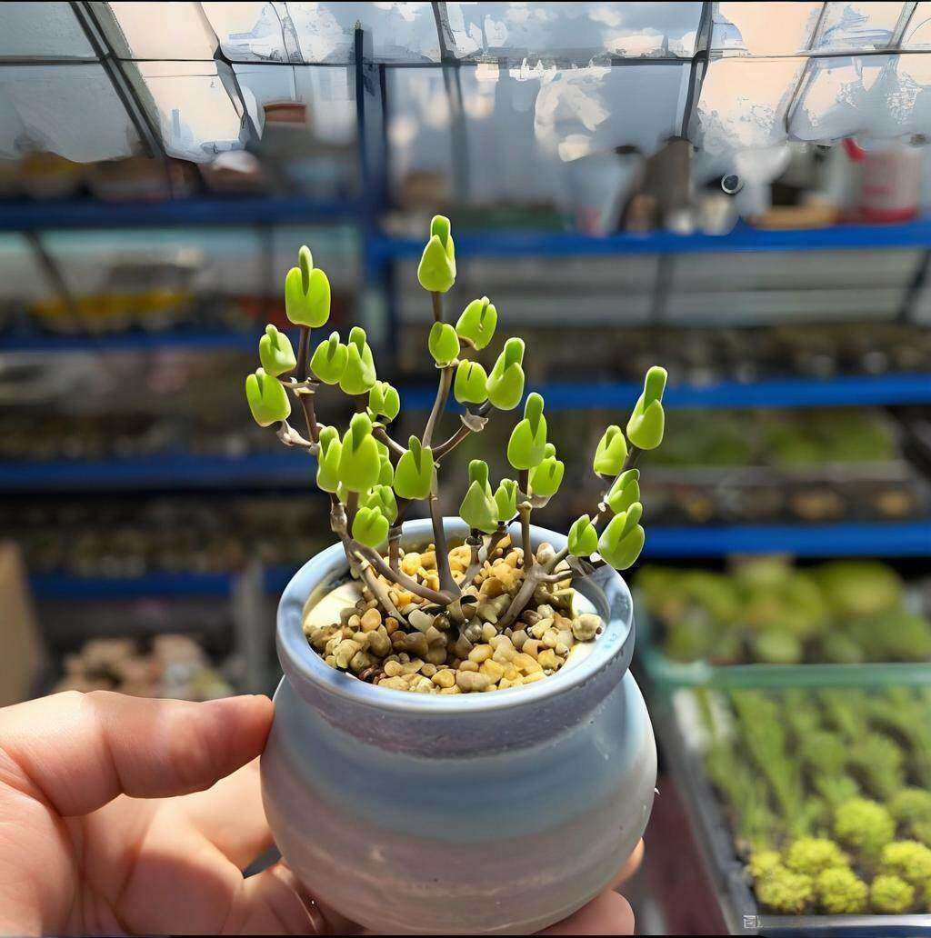 冰糕小兔耳朵枝干番杏拇指老桩多肉植物可爱萌肉盆栽阳台花卉