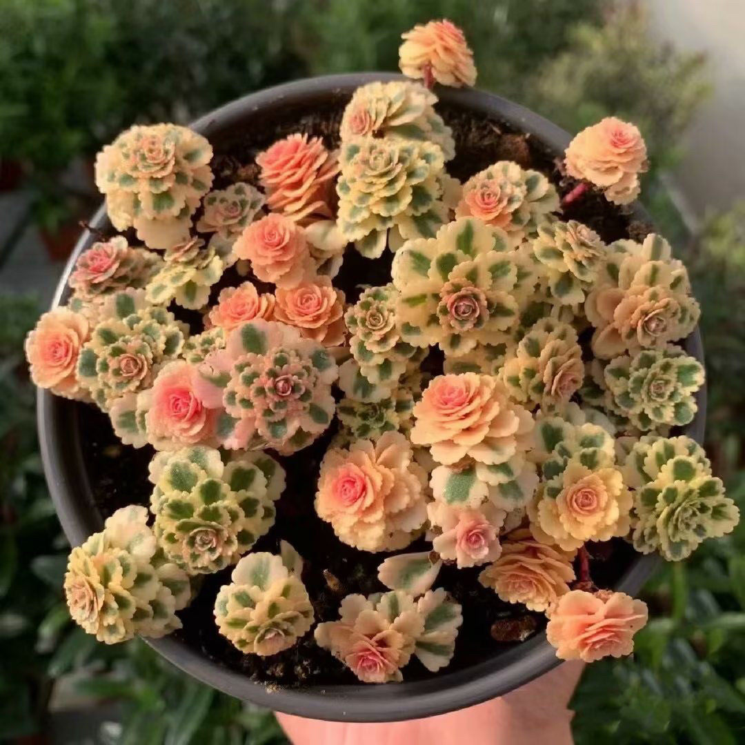 亚特兰蒂斯小群多肉植物 新品高级美观净化空气盆栽带盆栽好