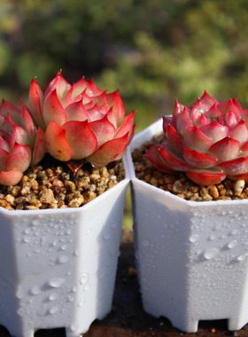 法兰西 侧影多肉  好养 多头群生红色 含盆带盆土栽种好