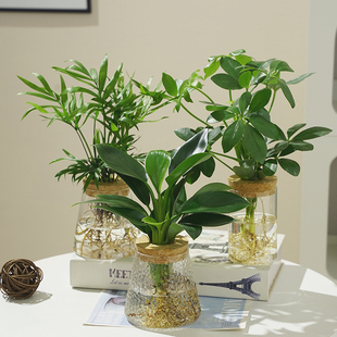 水养盆栽绿公主金钻鸭脚木室内植物花卉绿植水培桌面盆景化空气