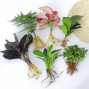 室内水培植物绿植水养白掌花卉盆栽竹芋竹柏绿萝办公室四季 喜阴