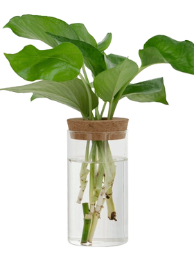 简约现代透明玻璃花瓶迷你